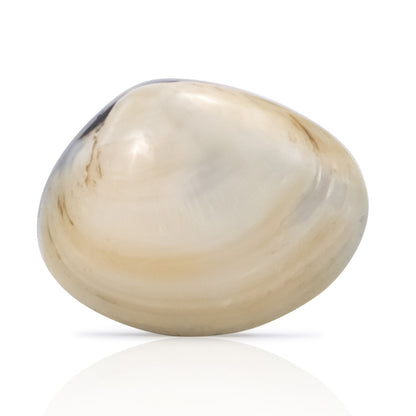 Mascot Hardware Shell 1-3/4 in. Drawer Cabinet Knob